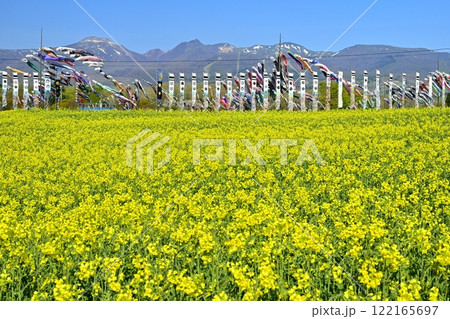 菜の花畑に鯉のぼりと武者幟に那須連山 122165697