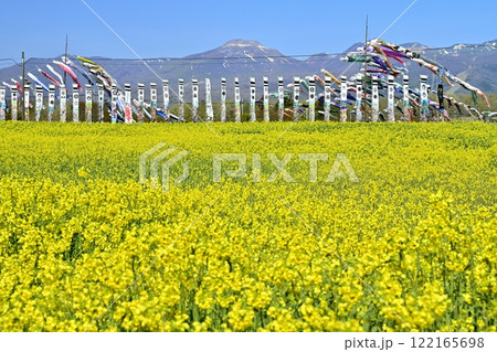 菜の花畑に鯉のぼりと武者幟に那須連山 122165698