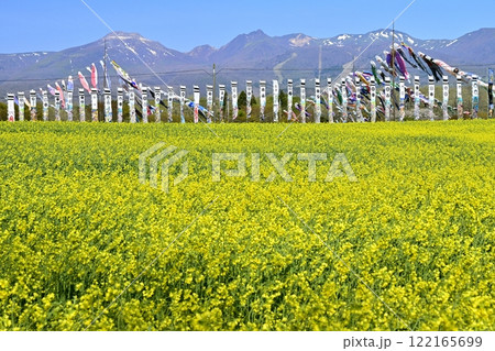 菜の花畑に鯉のぼりと武者幟に那須連山 菜の花畑に鯉のぼりと武者幟に那須連山 122165699