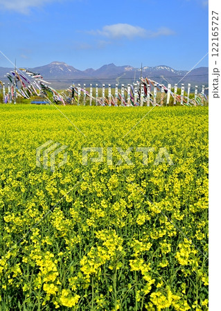 菜の花畑に鯉のぼりと武者幟に那須連山 122165727