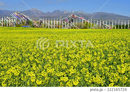 菜の花畑に鯉のぼりと武者幟に那須連山 122165729