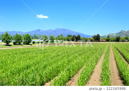 春の長野牧場 春の長野牧場 122165986