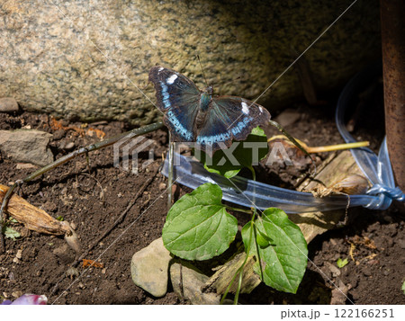 ルリタテハ 122166251