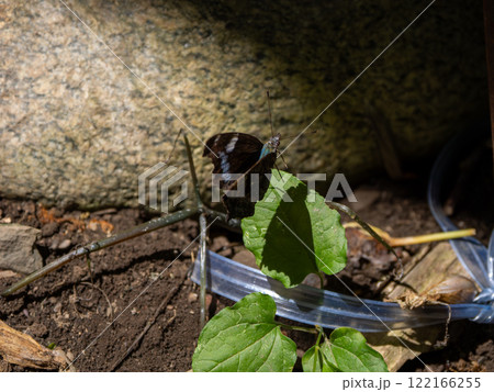 ルリタテハ 122166255