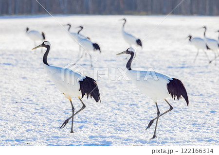 タンチョウの群れ 122166314