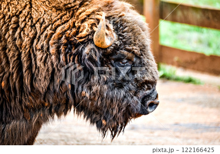 Close-up of American Bison (Bison-Bufalo), in Cabarceno Natural Park, Cantabria 122166425