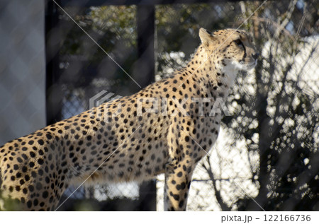 チーター 122166736