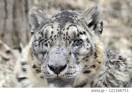 ユキヒョウ ユキヒョウ 122166751