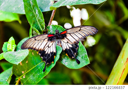Beautiful Papilo Memnon butterfly on green leaves	 122166837