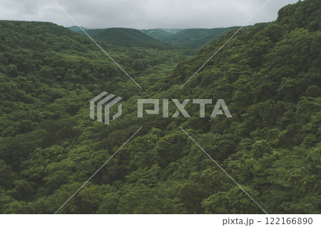 新緑に覆われた山 122166890