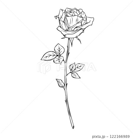 Bloom Rose flower in engraving style. Hand drawn vector outline illustration of floral plant on isolated background Engrave drawing painted by black inks Monochrome sketch Elegant modern graphic Bloom Rose flower in engraving style. Hand drawn vector outline illustration of floral plant on isolated background Engrave drawing painted by black inks Monochrome sketch Elegant modern graphic 122166989
