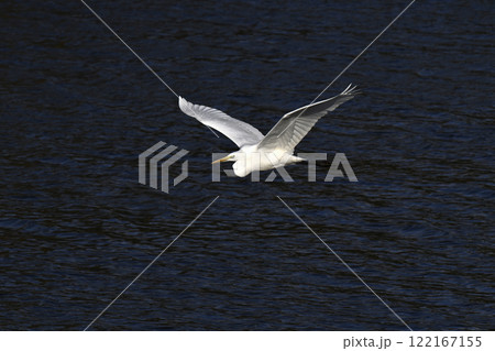 シラサギ 122167155