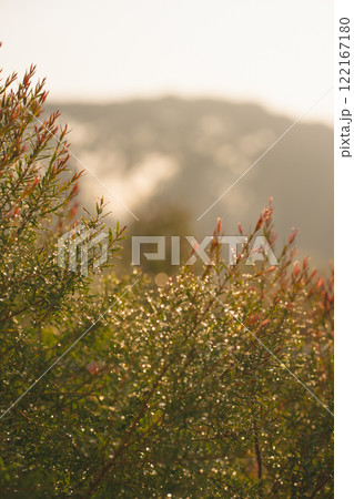 travel and people activity concept with hiking in tropical forest with pine tree on mountain 122167180