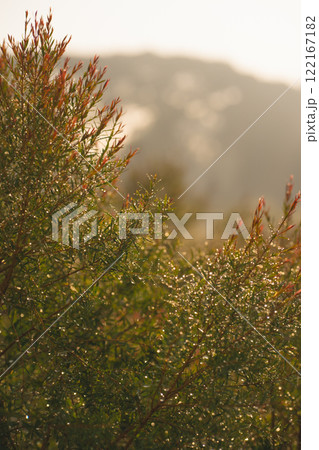 travel and people activity concept with hiking in tropical forest with pine tree on mountain travel and people activity concept with hiking in tropical forest with pine tree on mountain 122167182