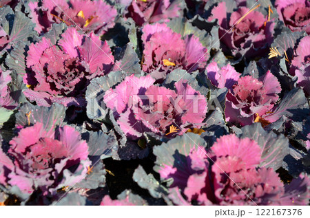 ハボタン（葉牡丹） 122167376