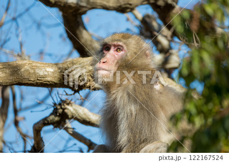ニホンザル 嵐山モンキーパークいわたやま ニホンザル 嵐山モンキーパークいわたやま 122167524
