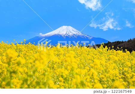 菜の花と富士山 122167549