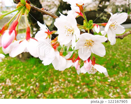 桜の花と蕾 春の日本 桜の花と蕾 春の日本 122167905