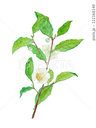 茶の花　チャノキ　Camellia sinensis 水彩イラスト 122168140