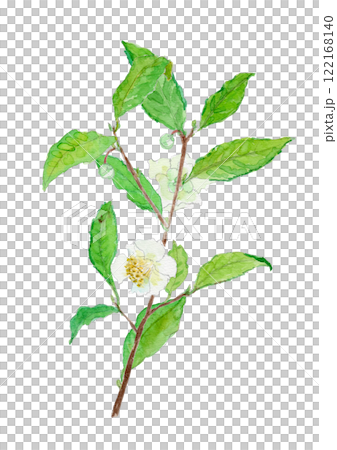 茶の花　チャノキ　Camellia sinensis 水彩イラスト 122168140