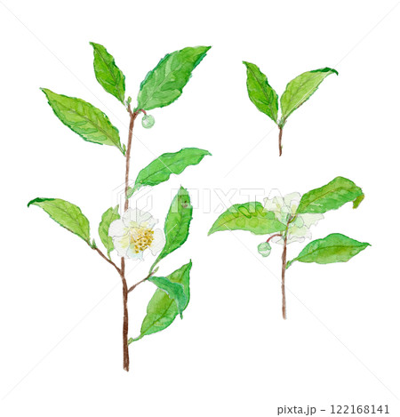 茶の花　チャノキ　Camellia sinensis 水彩イラスト 122168141