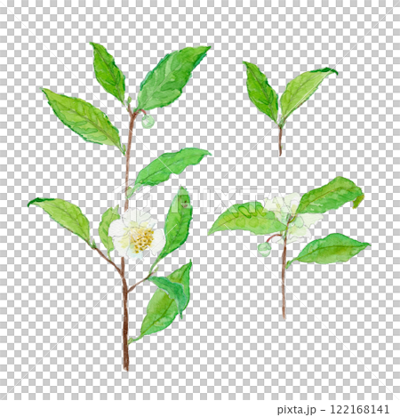 茶の花　チャノキ　Camellia sinensis 水彩イラスト 122168141