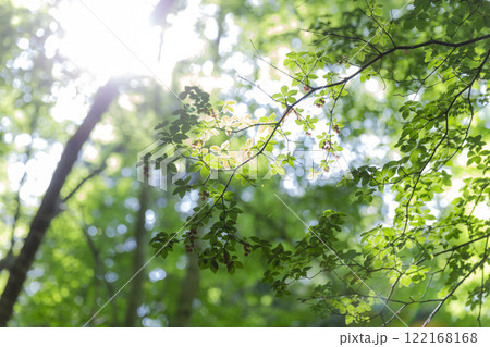 木漏れ日を受ける木の葉 122168168