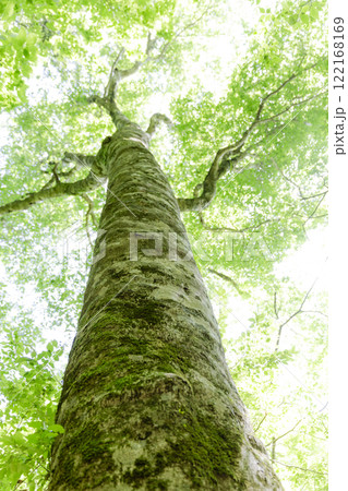 空に向かっての伸びる大きな木 空に向かっての伸びる大きな木 122168169