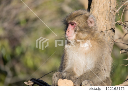 ニホンザル　嵐山モンキーパークいわたやま 122168173