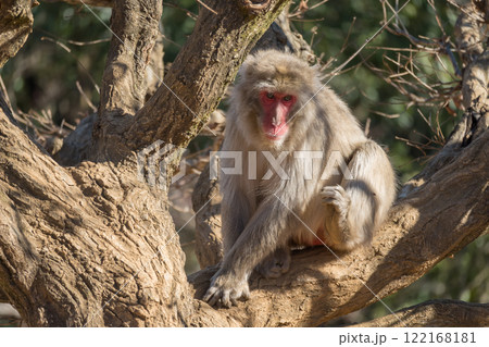 木の上にすわるニホンザル 嵐山モンキーパークいわたやま 木の上にすわるニホンザル 嵐山モンキーパークいわたやま 122168181