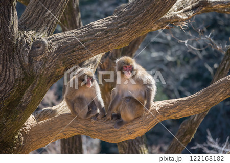 木の上にすわるニホンザル　嵐山モンキーパークいわたやま 122168182