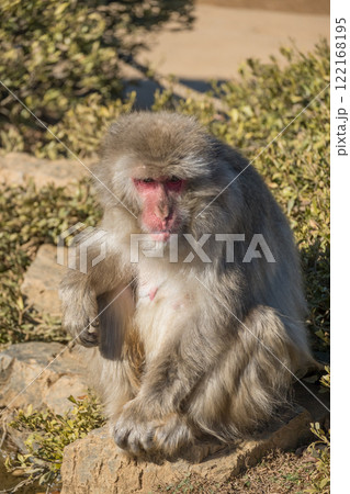 ニホンザル　嵐山モンキーパークいわたやま 122168195