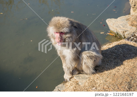 ニホンザル 嵐山モンキーパークいわたやま ニホンザル 嵐山モンキーパークいわたやま 122168197