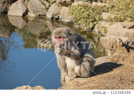 ニホンザル　嵐山モンキーパークいわたやま 122168198