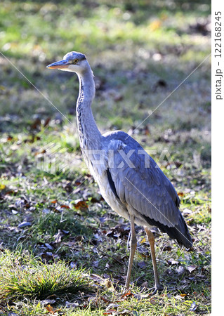 アオサギ 122168245