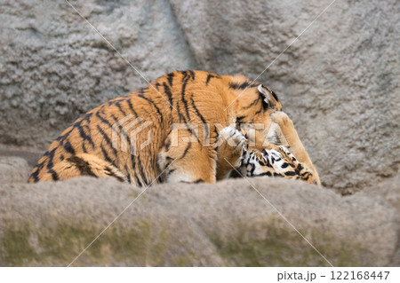 じゃれるアムールトラの兄妹 122168447