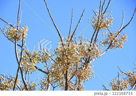 センダンの実 122168733