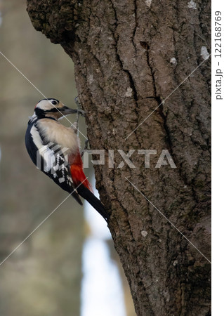 Greater Spotted Woodpecker(Dendrocopos major) 122168769