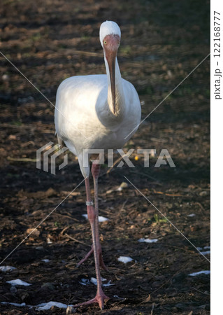 Siberian crane (Grus leucogeranus) 122168777