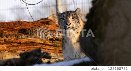 Close up of a beautiful snow leopard Irbis Close up of a beautiful snow leopard Irbis 122168781