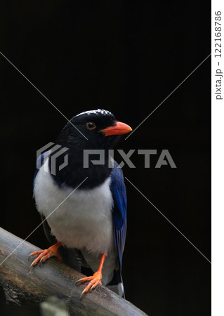 An attractive Red-billed Blue Magpie (Urocissa erythroryncha) An attractive Red-billed Blue Magpie (Urocissa erythroryncha) 122168786