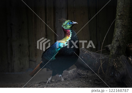 A Close up of a beautiful Himalayan Monal A Close up of a beautiful Himalayan Monal 122168787
