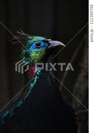 A Close up of a beautiful Himalayan Monal A Close up of a beautiful Himalayan Monal 122168788