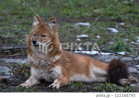 Ussuri dhole (Cuon alpinus alpinus) 122168793