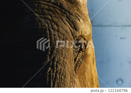 Detail face african elephant.  Elephant, closeup portrait of African elephant. 122168796