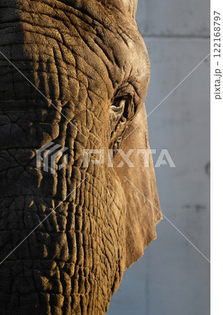 Detail face african elephant. Elephant, closeup portrait of African elephant. Detail face african elephant. Elephant, closeup portrait of African elephant. 122168797