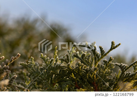 Foliage of Thuja occidentalis covered with hoarfrost Foliage of Thuja occidentalis covered with hoarfrost 122168799