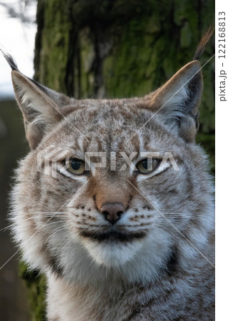 Eurasian Lynx - Lynx lynx winter fur 122168813