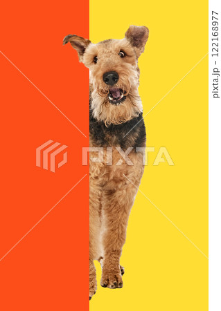 Conceptual graphic design. Fluffy brown terrier standing tall, curious look, framed by yellow and orange split background. Conceptual graphic design. Fluffy brown terrier standing tall, curious look, framed by yellow and orange split background. 122168977