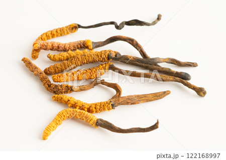 Cordyceps or Ophiocordyceps sinensis mushroom herb is fungus for used as medicine on white background. Cordyceps or Ophiocordyceps sinensis mushroom herb is fungus for used as medicine on white background. 122168997